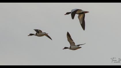 Common Shelduck