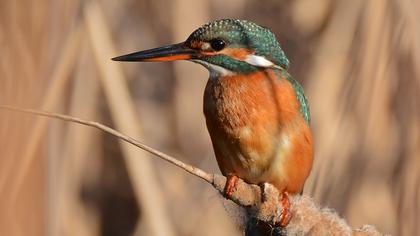 Common Kingfisher