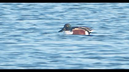 Northern Shoveler