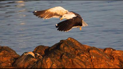 Lesser Black-backed Gull