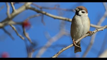 Eurasian Tree Sparrow