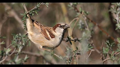 House Sparrow
