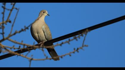 Eurasian Collared Dove