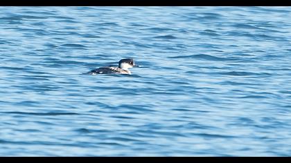 Smew