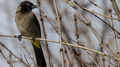 White-spectacled Bulbul