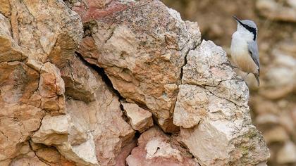 Büyük kaya sıvacısı