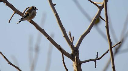 European Goldfinch