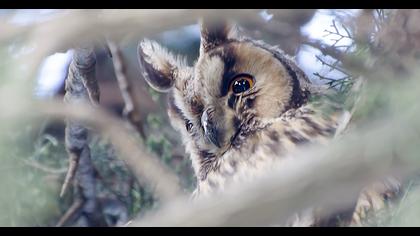 Long-eared Owl