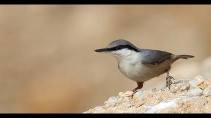 Western Rock Nuthatch