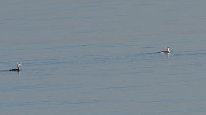 Black-throated Loon