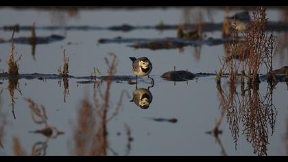 White Wagtail