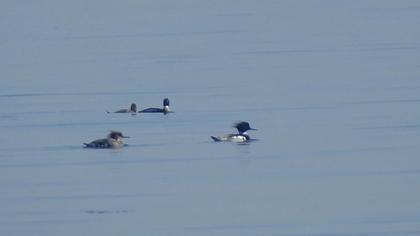 Red-breasted Merganser