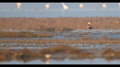 Ruddy Shelduck