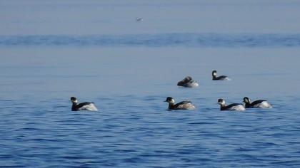 Karaboyunlu batağan