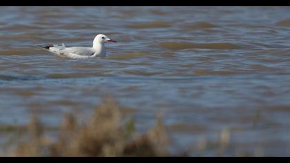 Slender-billed Gull