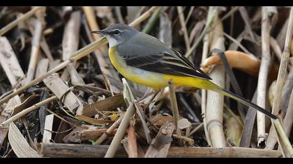 Grey Wagtail
