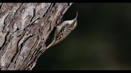 Short-toed Treecreeper