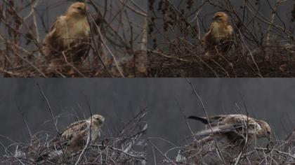 Long-legged Buzzard