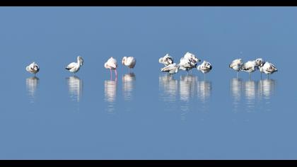 Greater Flamingo