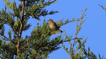 Meadow Pipit