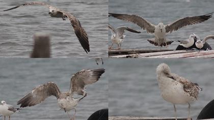 Caspian Gull