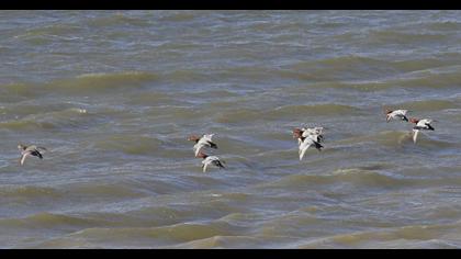 Common Pochard