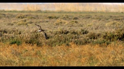 Eurasian Curlew