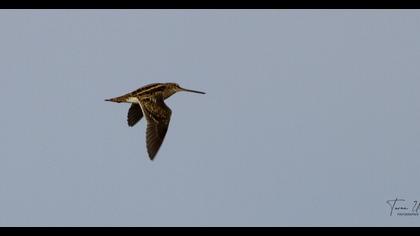 Common Snipe
