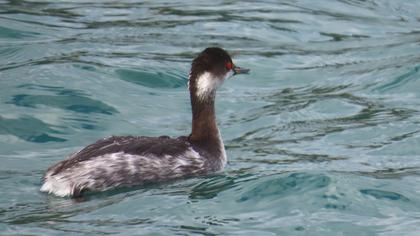 Black-necked Grebe