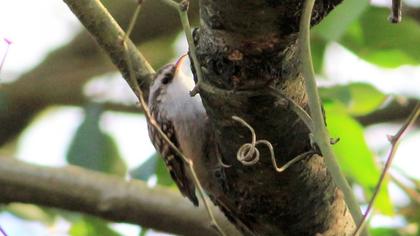 Orman tırmaşıkkuşu