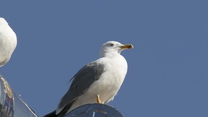 Yellow-legged Gull