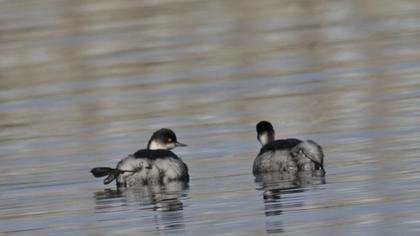 Black-necked Grebe