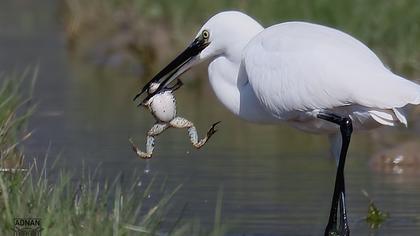 Little Egret