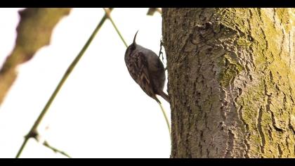 Bahçe tırmaşıkkuşu