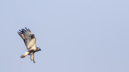 Rough-legged Buzzard