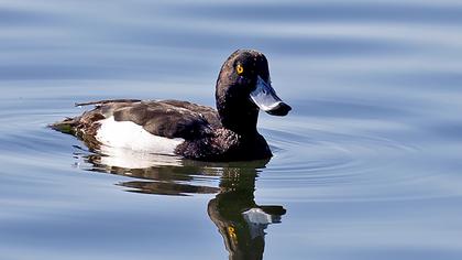Tufted Duck