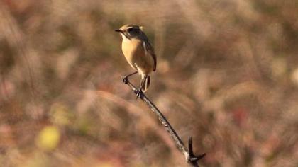 European Stonechat