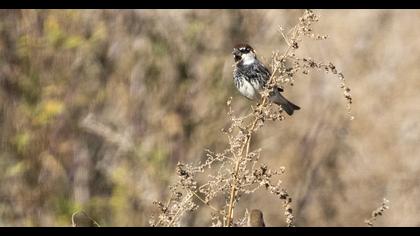 Spanish Sparrow
