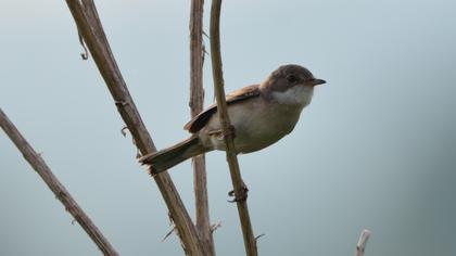 Common Whitethroat
