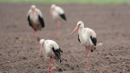 White Stork