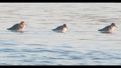 Common Redshank