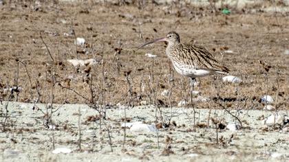 Eurasian Curlew