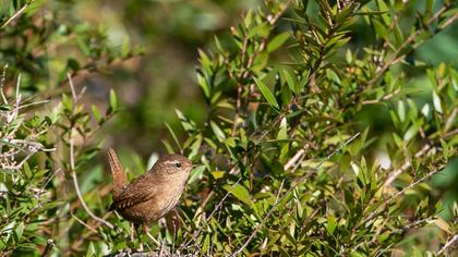 Eurasian Wren