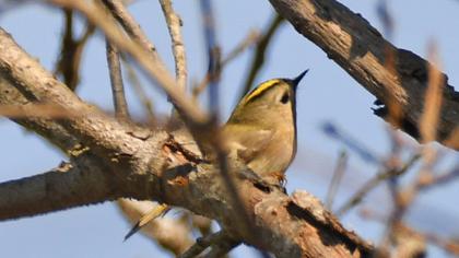 Goldcrest