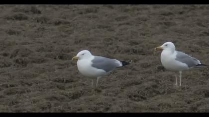 Caspian Gull
