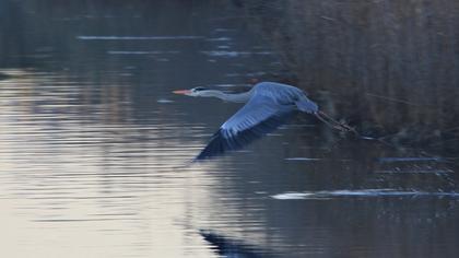Grey Heron