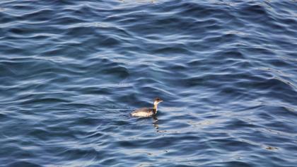Black-necked Grebe