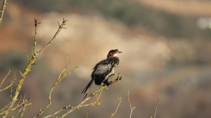 Pygmy Cormorant