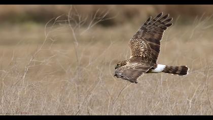Hen Harrier