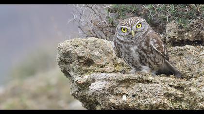 Little Owl